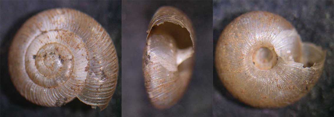 Pleurodiscus balmei (Potiez & Michaud, 1838)